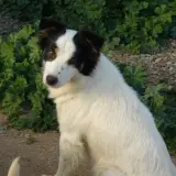 Adopta a Key