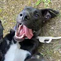 Adopta a Lua