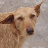 Adopta a Guill