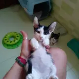 Adopta a Viento