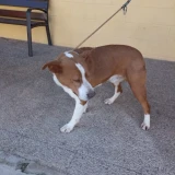 Adopta a Bran