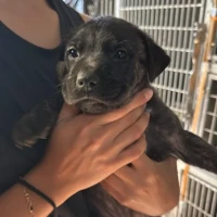 Adopta a Lisa