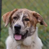 Adopta a Shakira