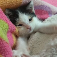 Adopta a Mikimiau