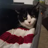 Adopta a Garila