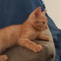 Adopta a Sin Nombr