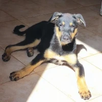 Adopta a Dom