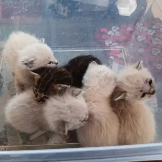 Camada De Gatitos