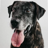 Adopta a Pol