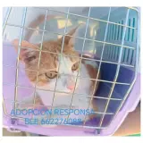 Adopta a Luke