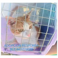 Adopta a Luke