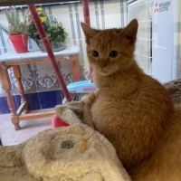 Adopta a Blas