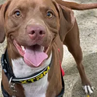 Adopta a Kira