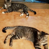 Adopta a Cris y Mike