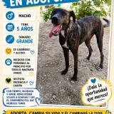 Adopta a Ronie