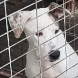 Adopta a Trampas