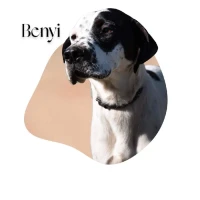 Adopta a Benyi