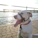 Adopta a Ragnar