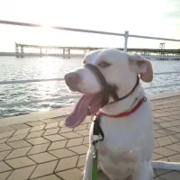 Adopta a Ragnar