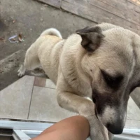 Adopta a Manchita