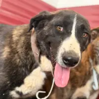 Adopta a Mursi