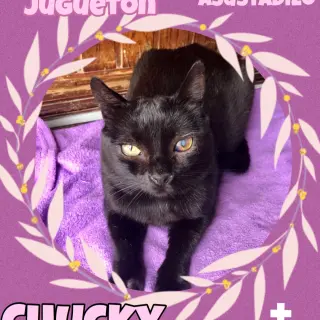 Chuck