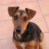 Adopta a Curro