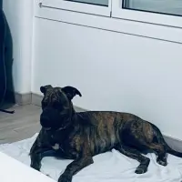 Adopta a Luna