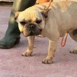 Adopta a Brisa