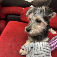 Adopta a Coco, Tlf 645978718