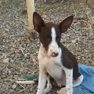 Tian