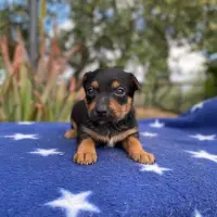 Adopta a Madonna