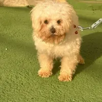 Adopta a Chachepó