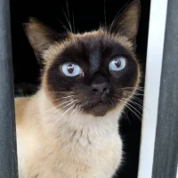 Adopta a Maski