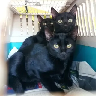 Gemelas