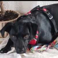 Adopta a Negro