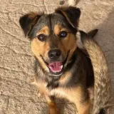 Adopta a Menta