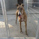 Adopta a Fermín