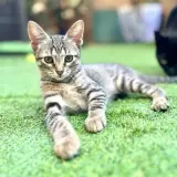 Adopta a Elsa