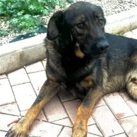 Adopta a Roman