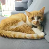 Adopta a Atica