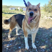Adopta a Jana