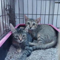 Adopta a Gatitos En Adopción