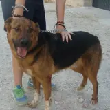 Adopta a Conan