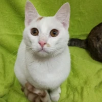 Adopta a Bambú
