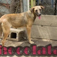 Adopta a Chocolata