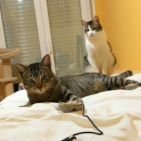 Adopta a Dulce y Rocky