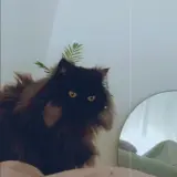 Adopta a Bolita