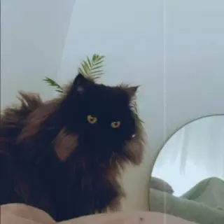 Bolita