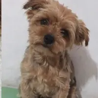 Adopta a Lia